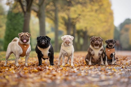 Pink Pups