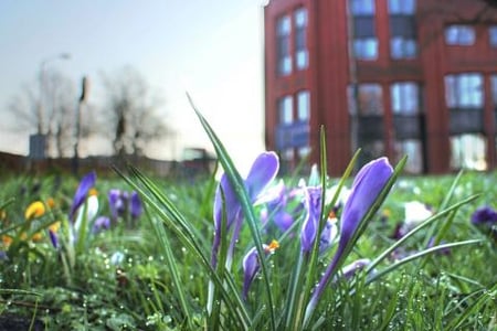 Dl Dencora House Flowers.jpg