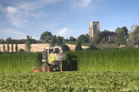 Em Harvest2006use 1.jpg