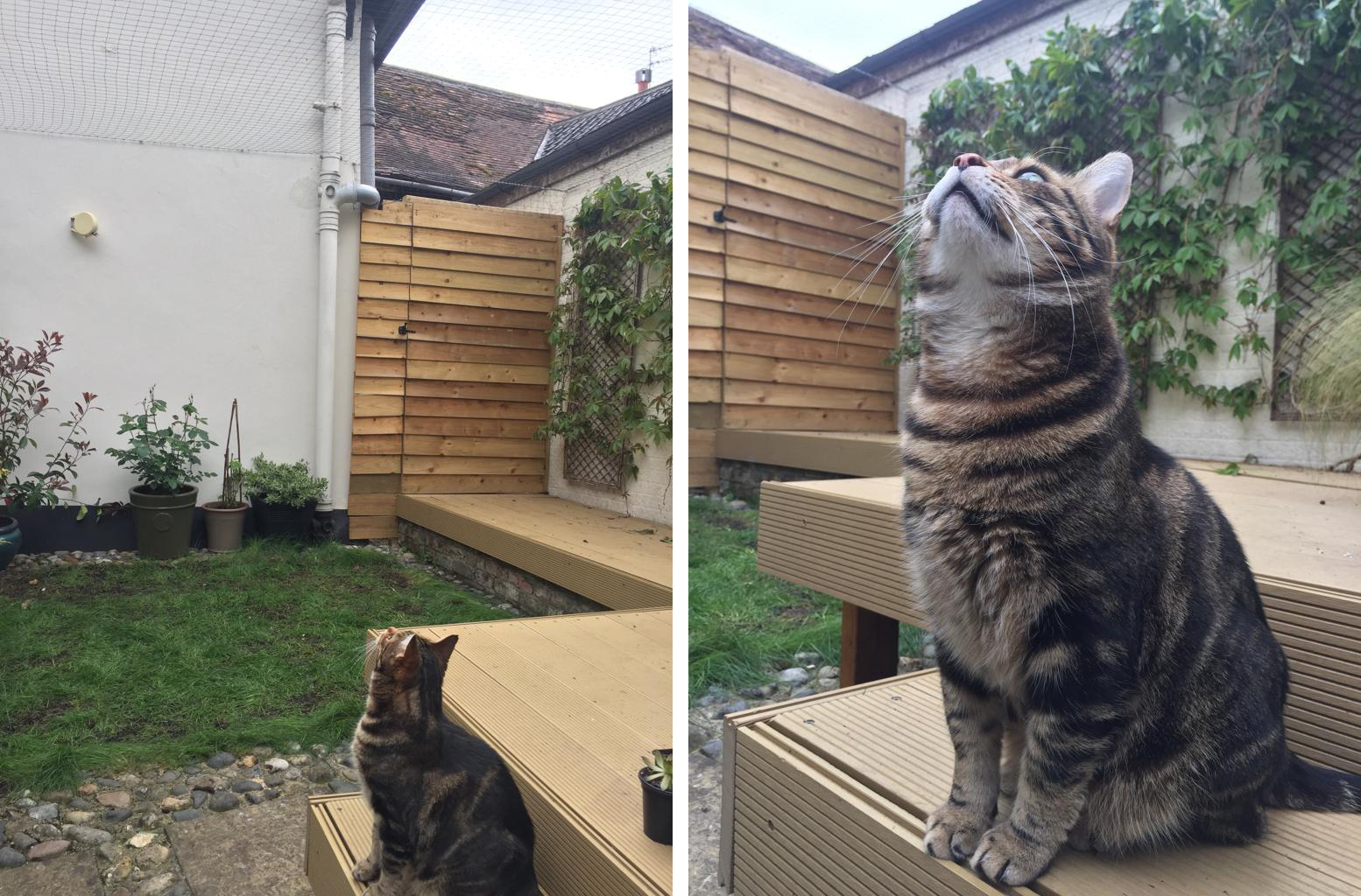 Abate Pest Management Creates Outdoor Living Space for Cat with FIV