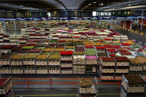 Warehouse stocking flowers