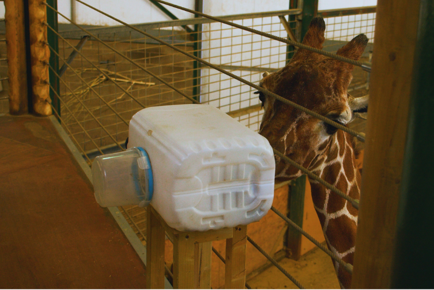 giraffee