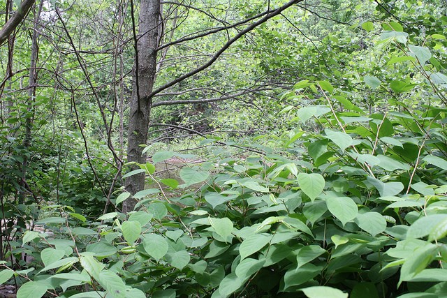 Nm Knotweed.jpg