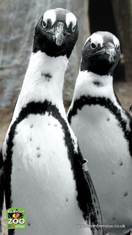 Em Black Footed Penguin 640x1136.jpg