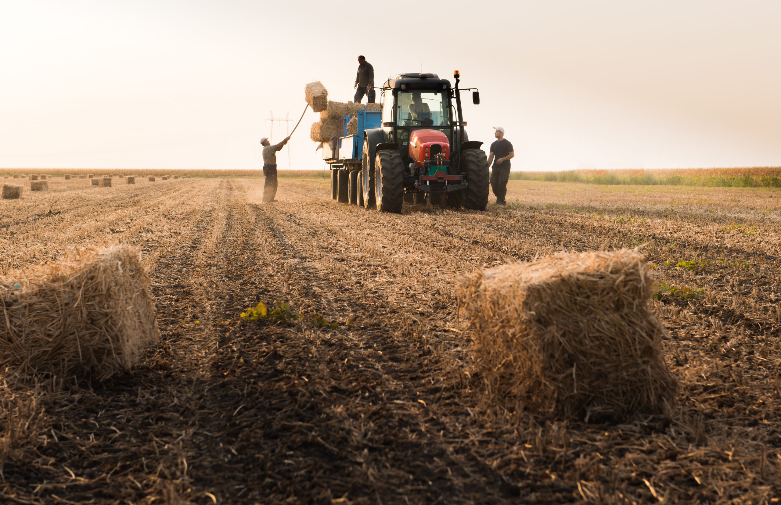 Nm Group Of Men Sorting Out Hay Bales In A Field.jpeg