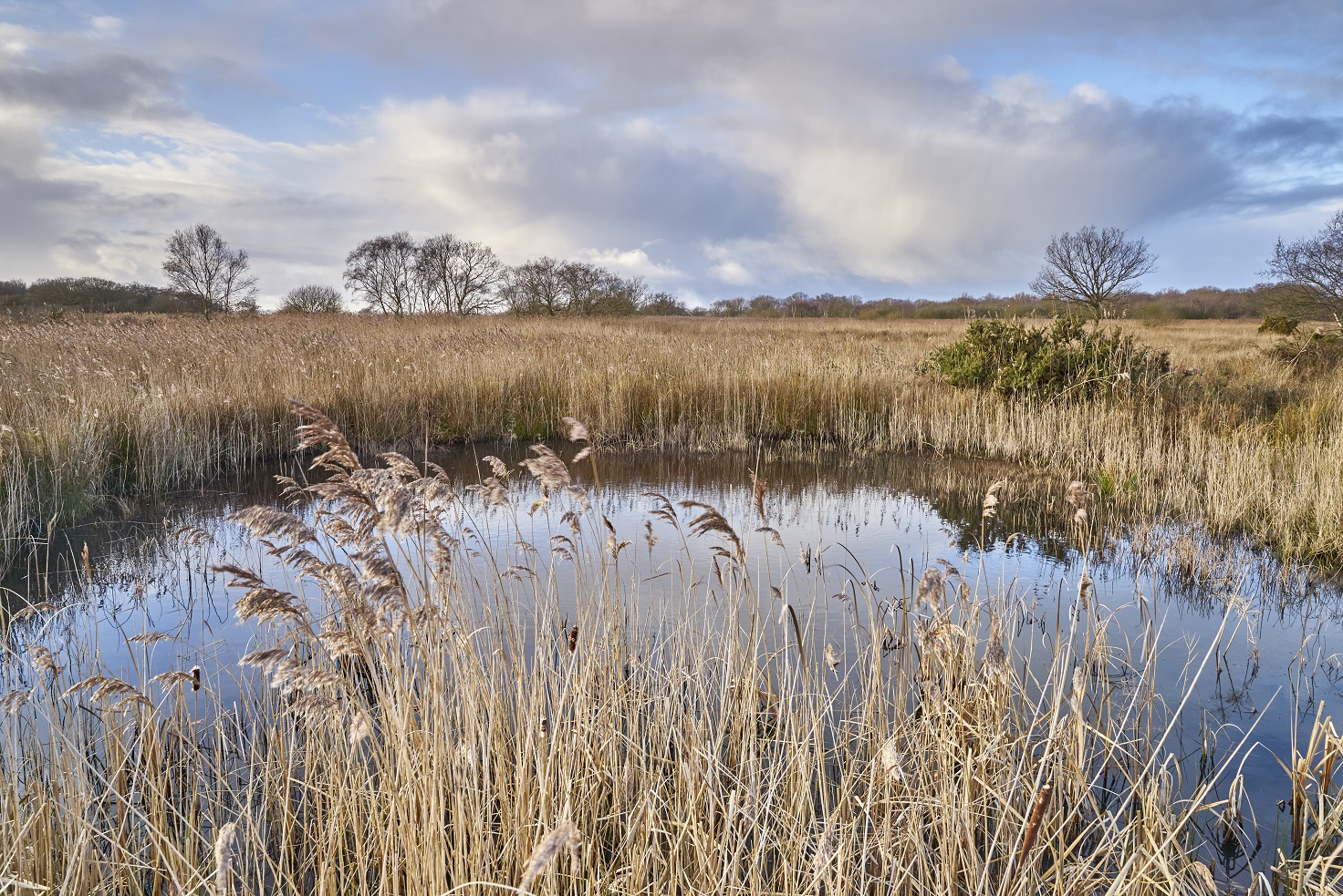 Nm Hicklingbroad 2 January 2017 Credit Richard Osbourneedit.jpg