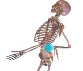 Tm Musculo Skeletal 0.jpg