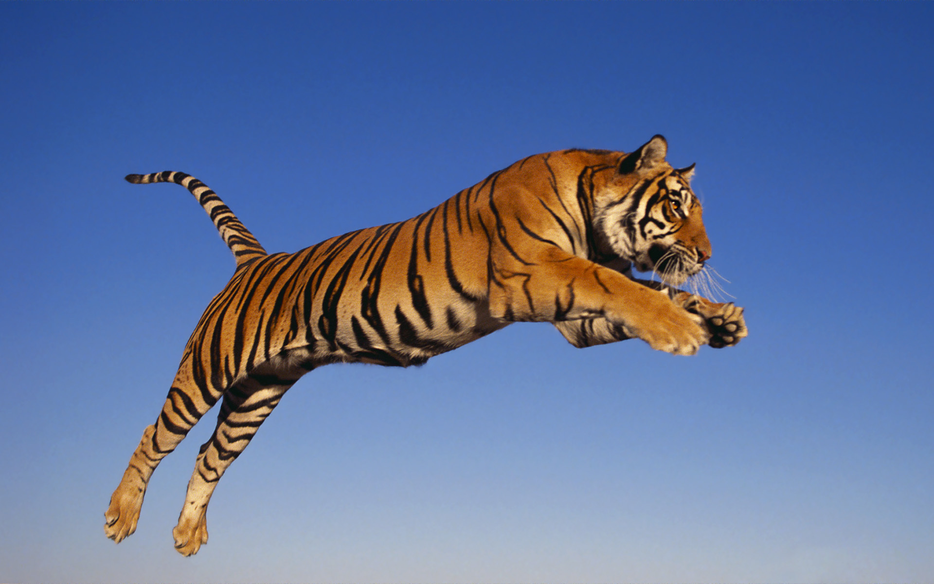 Nm Bengal Tiger By Zach Rae.jpg