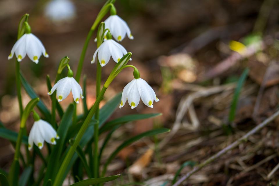 Nm 04 Flower Snow Drop.jpg