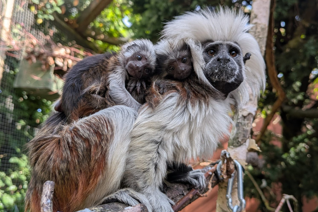 Critically Endangered Twin Cotton-Top Tamarins Born at Banham Zoo!